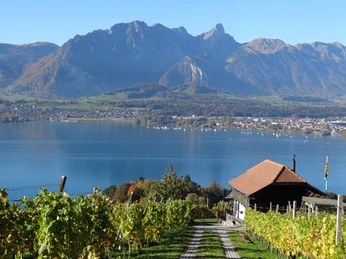 hilterfingen-rebbau-thunersee-sommer-sonnenschein