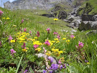 aeschi-suldtal-botanische-exkursionen-blumen-sommer