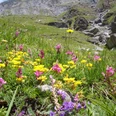 aeschi-suldtal-botanische-exkursionen-blumen-sommer