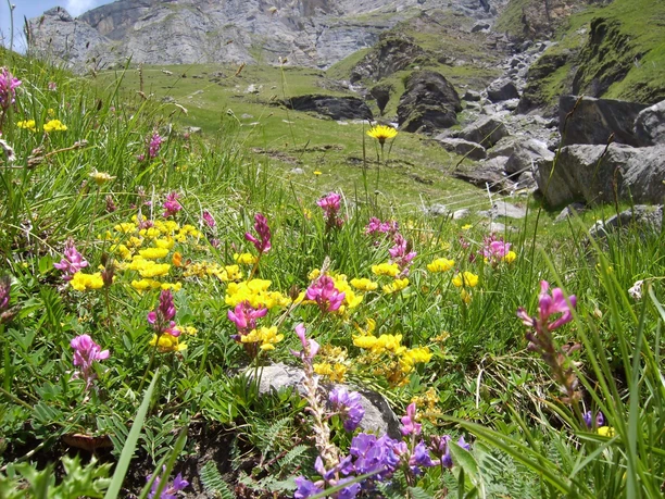 aeschi-suldtal-botanische-exkursionen-blumen-sommer