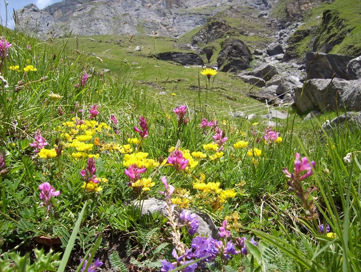 aeschi-suldtal-botanische-exkursionen-blumen-sommer