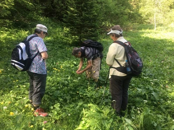aeschi-suldtal-botanische-exkursionen