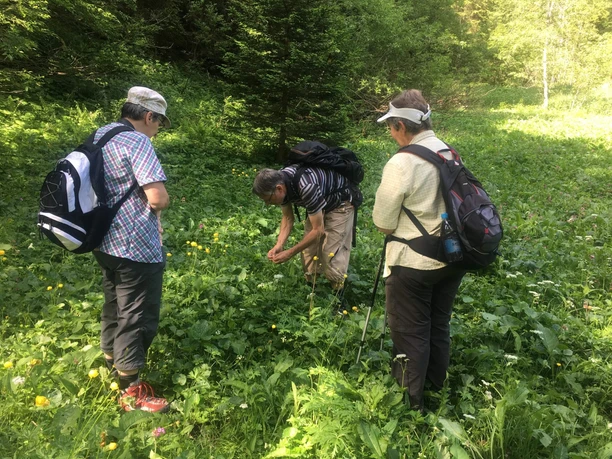 aeschi-suldtal-botanische-exkursionen