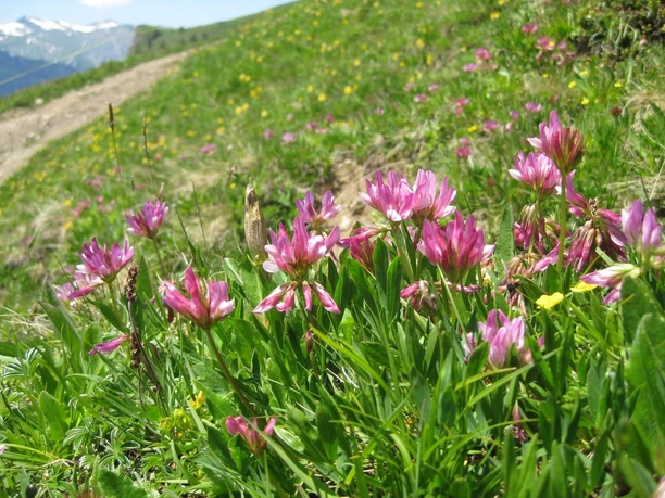 aeschi-suldtal-botanische-exkursionen-sommer-blumen
