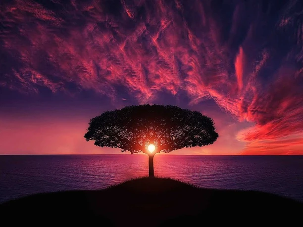 tree-736885_1280