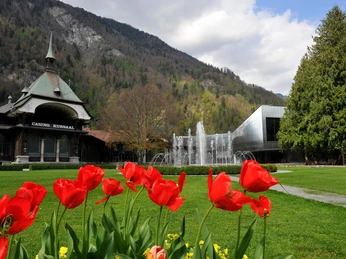 interlaken-kursaal-garten-rosen-fruehling-blumen
