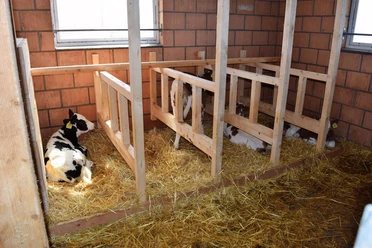 beatenberg-stallvisite-bauernhof-kuehe-sommer