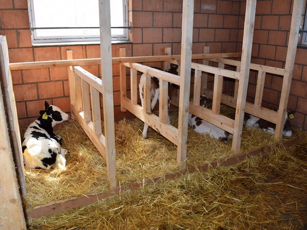 beatenberg-stallvisite-bauernhof-kuehe-sommer