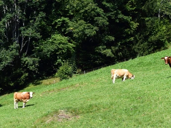 beatenberg-stallvisite-kuhwiese-bauernhof-sommer