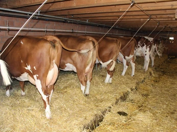 beatenberg-kuhstall-stallvisite-kuehe-sommer-bauernhof