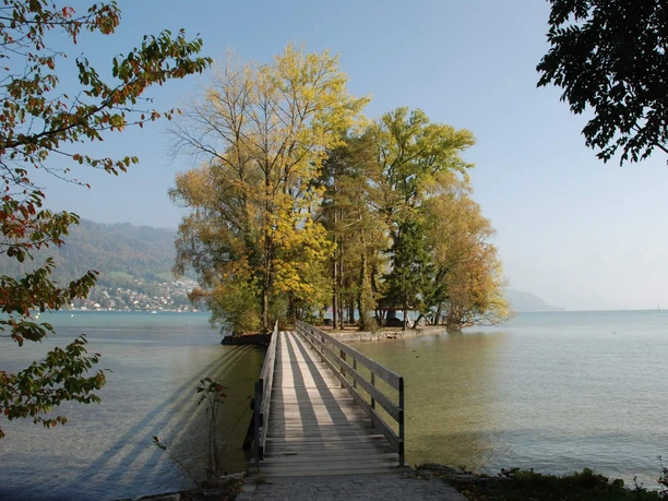 thun-grunder-inseli-sommer-baum