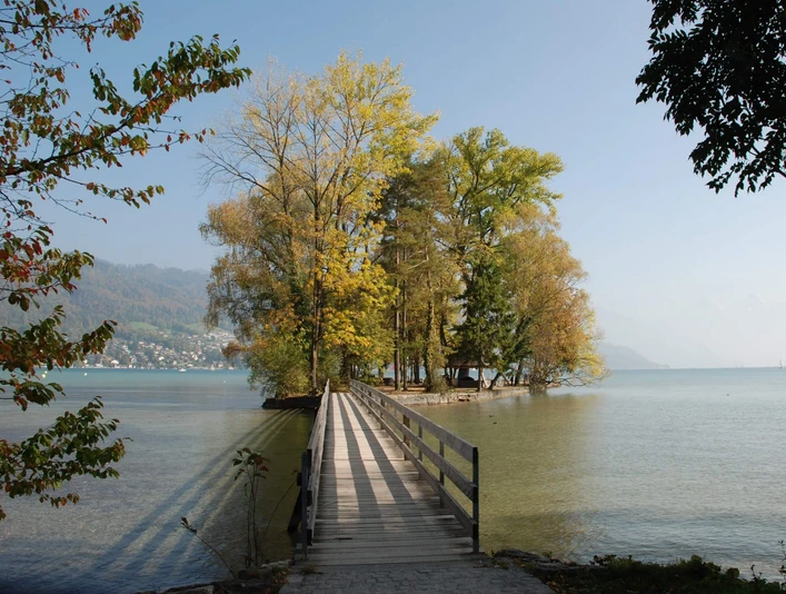 thun-grunder-inseli-sommer-baum