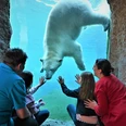 Eisbär-Familie unter Wasser2021 Zoo am Meer Bremerhaven.jpg