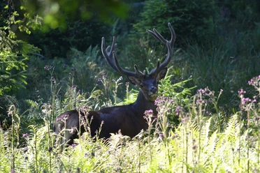 habkern-baerg-wild-landschaftstouren-wildbeobachtung-natur