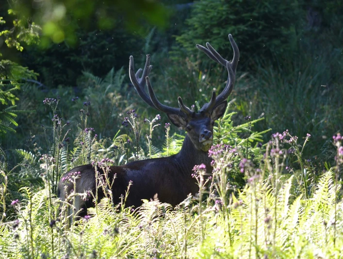 habkern-baerg-wild-landschaftstouren-wildbeobachtung-natur