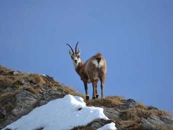 habkern-baerg-wild-landschaftstouren-wildbeobachtung