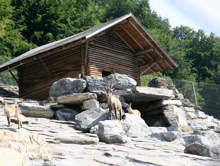 interlaken-alpenwildpark-sommer-tiere