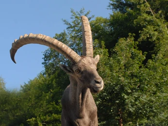 interlaken-alpenwildpark-steinbock-sommer-tiere