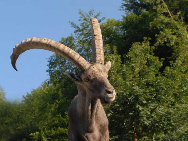interlaken-alpenwildpark-steinbock-sommer-tiere