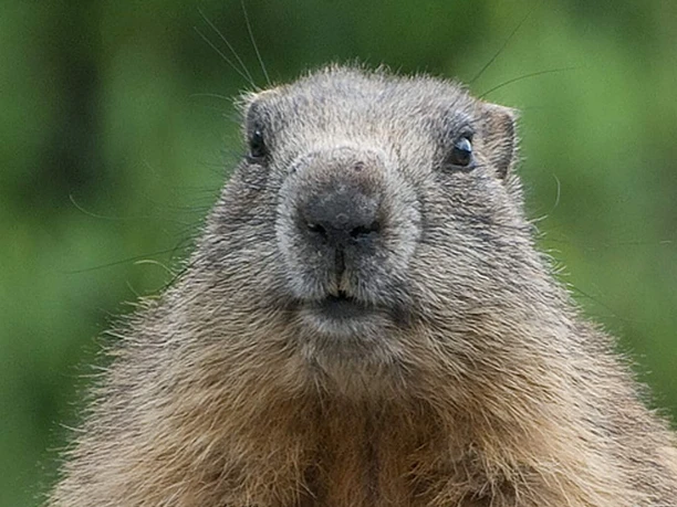 interlaken-alpenwildpark-murmeltier-sommer-tiere
