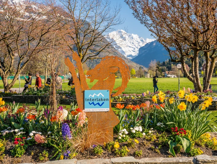 interlaken-hoeheweg-steinbock-fruehling-jungfrau