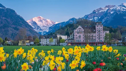 photo-tours-interlaken-sommer-blumen-hoehematte