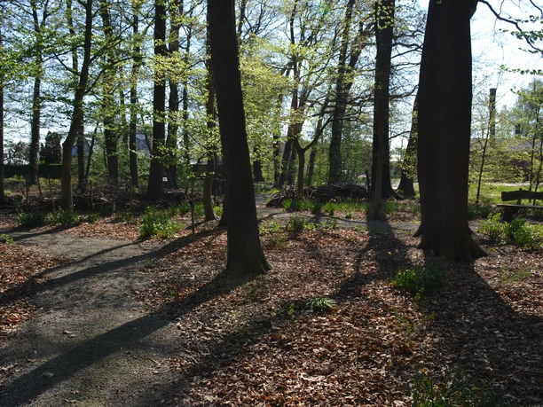 Kleiner Wiester Park Schatten großer Bäume fallen auf einen Laubweg zwischen frischem Grün und ruhigen Sitzbänken.