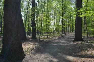 Bosquet Sonnenlicht fällt durch hohe Laubbäume auf einen ruhigen Waldweg mit frischem Grün.
