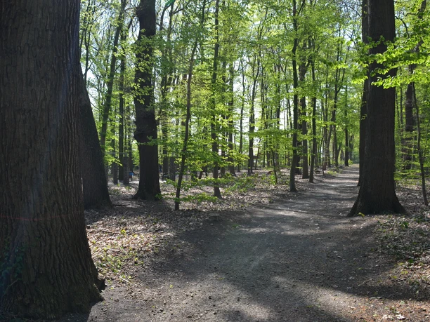 Bosquet Sonnenlicht fällt durch hohe Laubbäume auf einen ruhigen Waldweg mit frischem Grün.