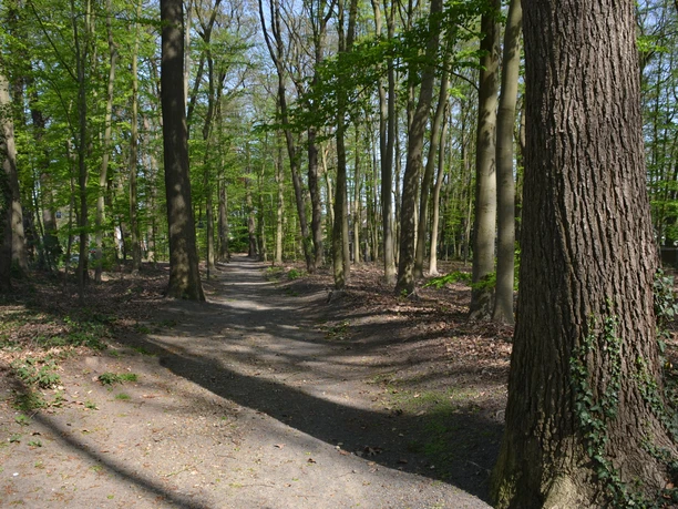 Bosquet4 Sonnendurchfluteter Waldweg mit hohen Bäumen und frischem Frühlingsgrün im Naturpark Bosquet.