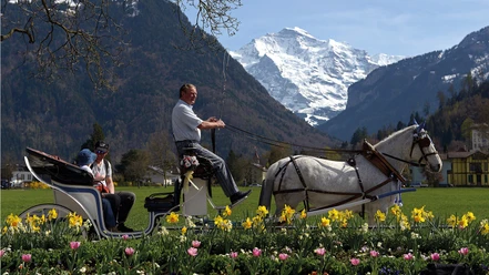 interlaken-reitschule-voegeli-pferde-kutsche-blumen