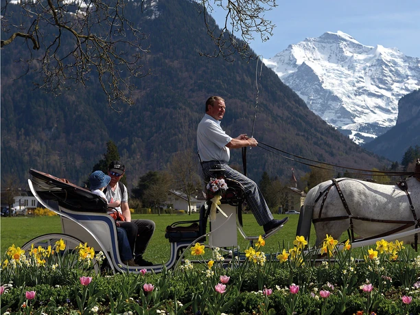 interlaken-reitschule-voegeli-pferde-kutsche-blumen