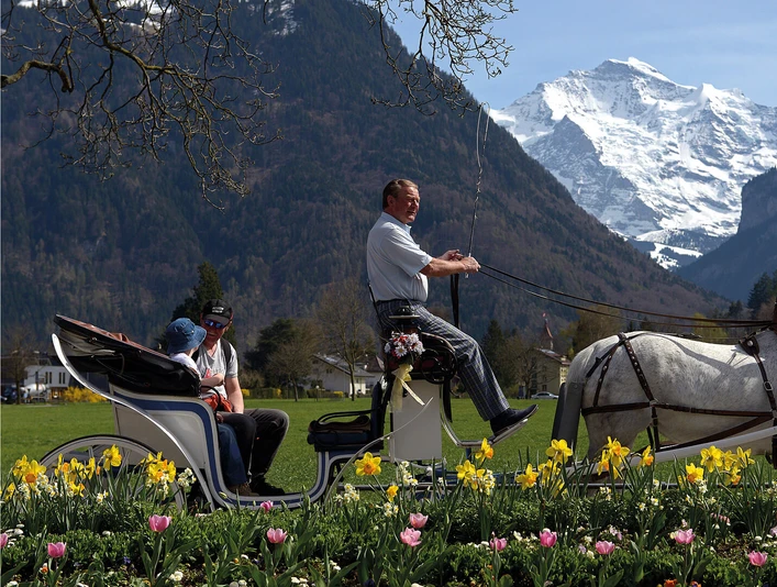 interlaken-reitschule-voegeli-pferde-kutsche-blumen