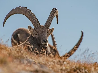 With a little luck you will discover him - the ibex Steinbock mit grossen Hörnern schaut hinter trockenem gelbem Gras hervorIbex with large horns looks out from behind dry yellow grassUn bouquetin avec de grandes cornes regarde derrière l'herbe jaune et sèche.