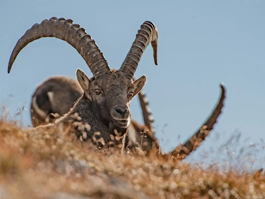 With a little luck you will discover him - the ibex Steinbock mit grossen Hörnern schaut hinter trockenem gelbem Gras hervorIbex with large horns looks out from behind dry yellow grassUn bouquetin avec de grandes cornes regarde derrière l'herbe jaune et sèche.
