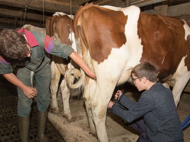 Even milking has to be learned A pupil milks a cow while the farmer watches him