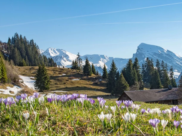 Vue printanière sur le sentier des lutteurs (Schwingerweg)