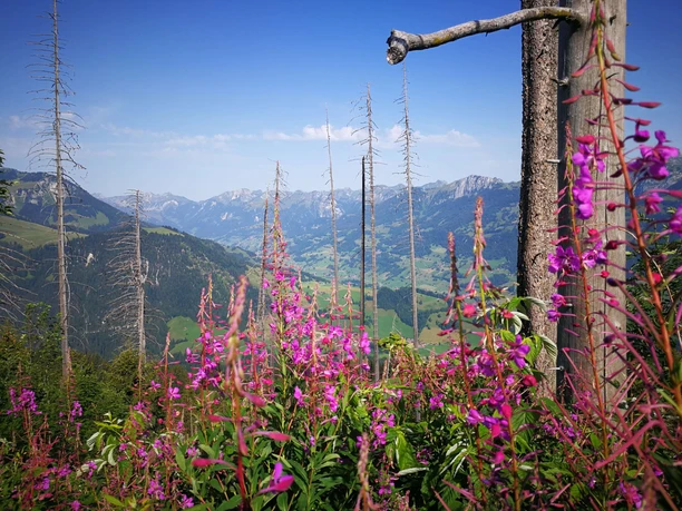Pink blühende Weidenröschen