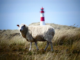 Schaf am Ellenbogen