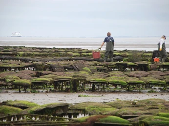 Austernfischer bei den Austernbänken vor List Austernfischer bei den Lister Austernbänken