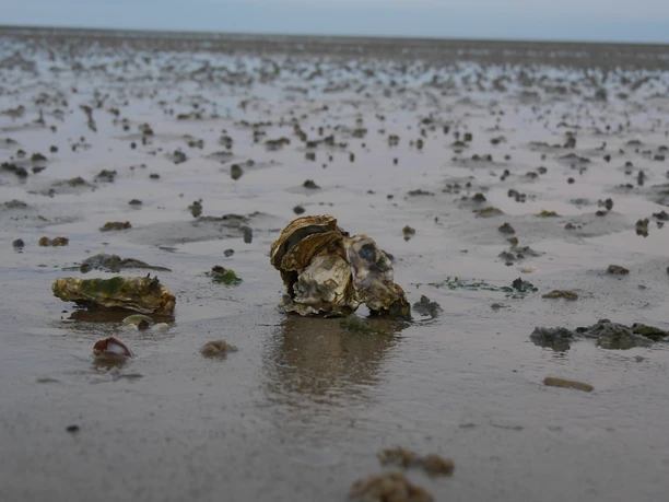 Auster im Wattenmeer