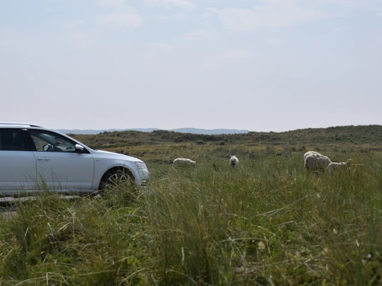Parken wo die Schafe grasen