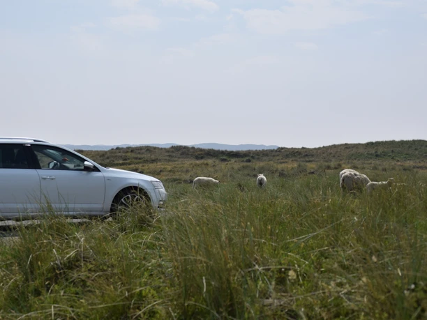 Parken wo die Schafe grasen