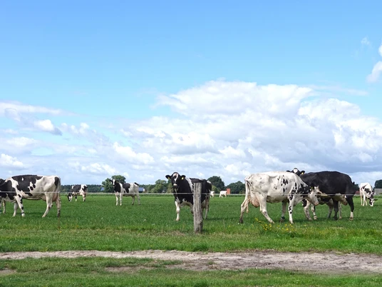 Landwirtschaftliche Route_Mäsker_Kühe draussen_©BvdH_DSC00590.JPG