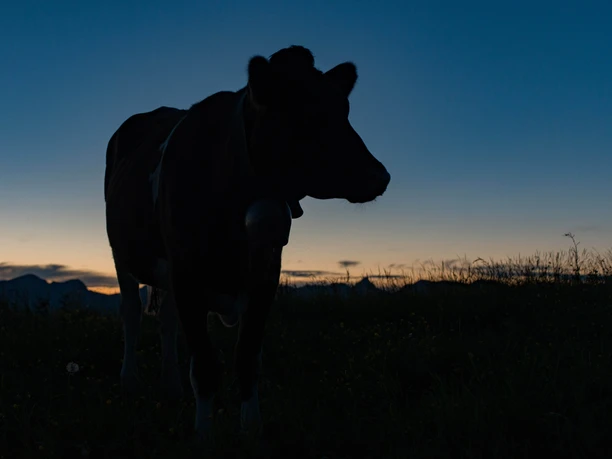 La nuit s'étend sur l'alpage Silhouette d'une vache à la tombée de la nuit