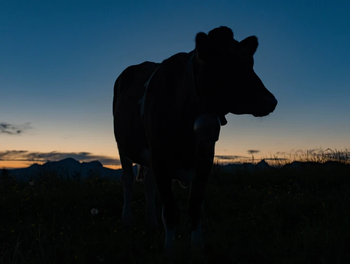 La nuit s'étend sur l'alpage
