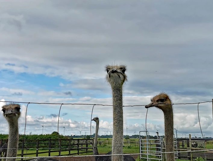 Straußenhof Dithmarschen