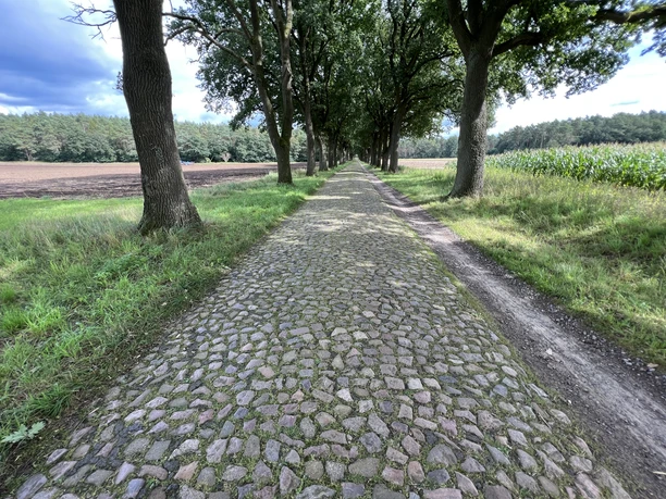 Historische Straße Kopfsteinpflasterstraße gesäumt von hohen Bäumen, rechts und links landwirtschaftliche Felder.