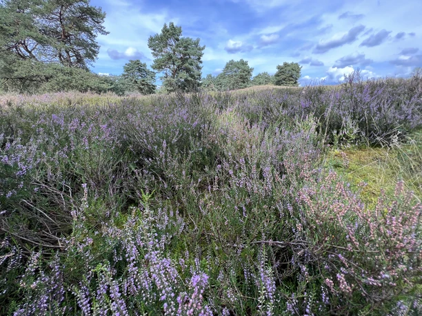 Hügelgräber-Heide Kirchlinteln Heidefläche bei Kirchlinteln, mit Heidekraut und Kiefern unter einem bewölkten Himmel aus der Nähe.