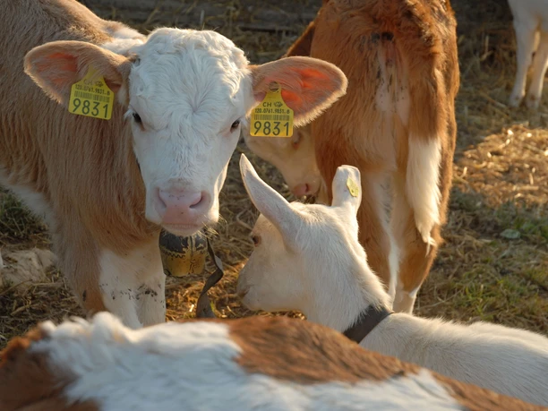 Little calves and goats on the farm